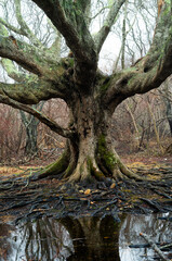 Obraz premium Ancient tree with twisted roots and gnarled branchesin a lush park