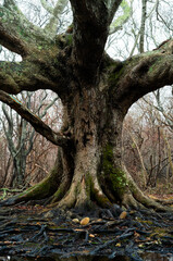 Obraz premium Majestic old oak tree with massive spreading branches in a green park