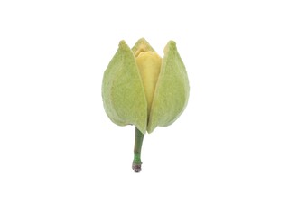 Fresh soursop flower bud (Annona muricata) isolated on white background. Perfect for botanical, tropical fruit, or herbal medicine themes