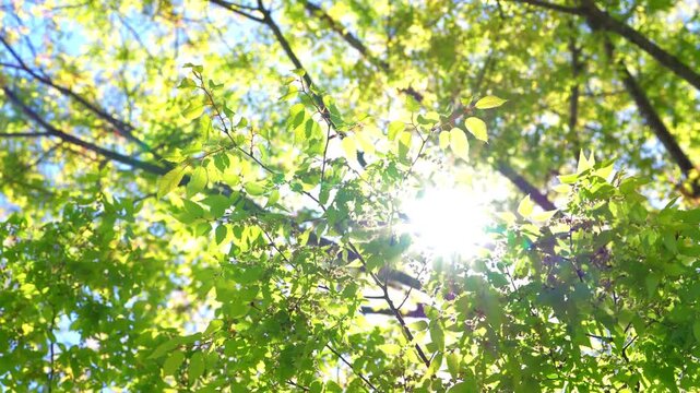 風に揺れる新緑の葉