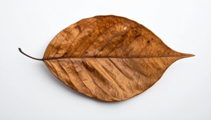 Fototapeta premium Withered brown leaf with textured veins on a white surface