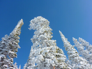 真っ青の空と霧氷に覆われた樹々