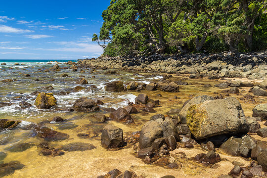 A rocky coastline and native pohutukawa trees at Hot Water Beach on the Coromandel Penisula, New Zealand