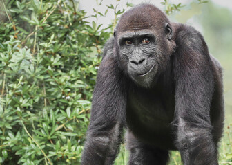 Naklejka premium Western lowland gorilla walking in natural forest space