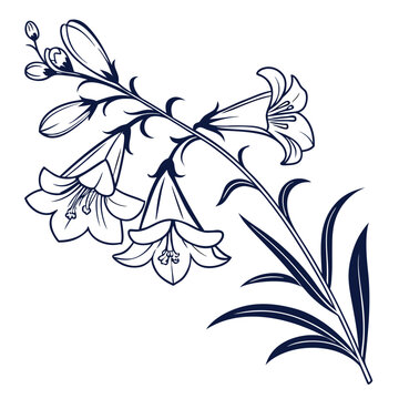 penstemon digitalis with leaves