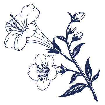 mimulus silhouette on white background