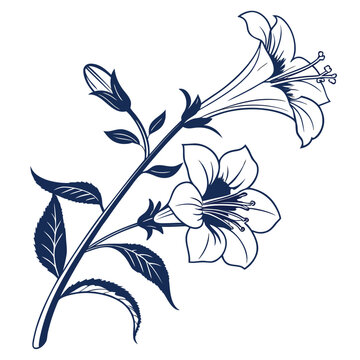 black and white mimulus
