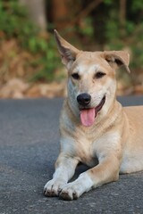 portrait of a german shepherd