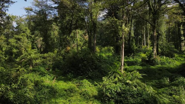 Epic Tropical Forest Landscape with Diverse Trees in Southeast Asia, Drone View. Lush Jungle with Pine, Mahogany, and Palm Trees covered Wild Orchids and Vines