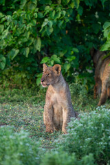 Fototapeta premium Cute lion cub sitting in the green lush landscape of Mashatu Game Reserve. 