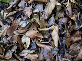This seasonal nature study captures the transition of life to decay, featuring the intricate veins and curled edges of sun-dried leaves.