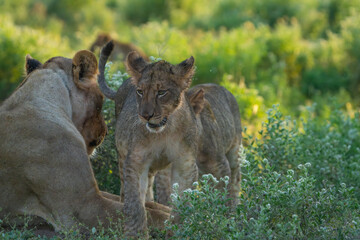 Obraz premium Lion cub greeting and head rubbing its mother, Mashatu Game Reserve. 