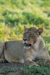 Obraz premium Lioness lying on top of a termite mound during green summer, Mashatu Game Reserve. 