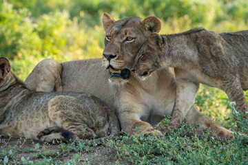 Obraz premium Lion cub greeting and head rubbing its mother, Mashatu Game Reserve. 