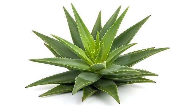 Colorful flowers floral Clipart, high quality resolution,