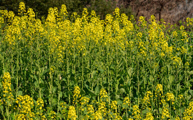 Obraz premium field of yellow flowers