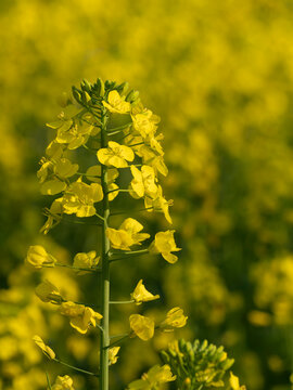 Close-up of rapeseed flowers