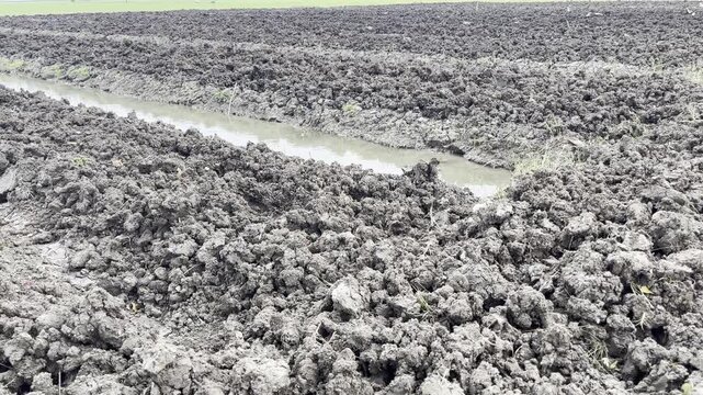 Wet Muddy Soil Clods in Plowed Rice Field