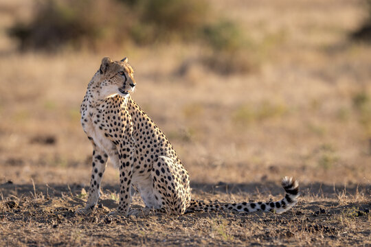 A cheetah sitting in the savanna, looking back over its shoulder