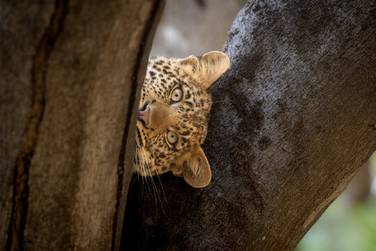 Curious young Leopard peeking from behind a tree trunk