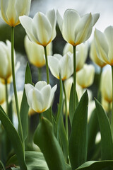 Fototapeta premium Garden, tulips and countryside with flowers in nature for environment, blossom and floral botany. Sustainability, spring season and meadow with plants outdoor for ecology, leaves and growth.