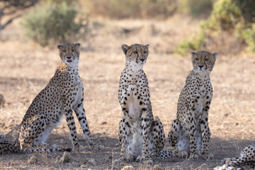 Portrait of three cheetah brothers sitting in the golden light © stuporter