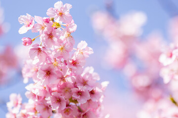 Fototapeta premium 青空に映える満開の河津桜と柔らかな光の玉ボケ