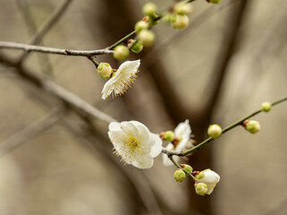 cherry blossom on a branch