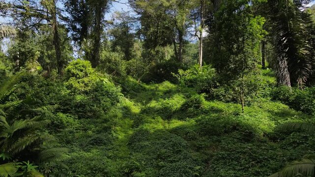 Epic Tropical Forest Landscape with Diverse Trees in Southeast Asia, Drone View. Lush Jungle with Pine, Mahogany, and Palm Trees covered Wild Orchids and Vines