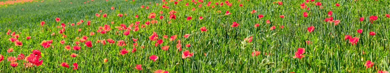 Banner, poppy and flowers in field for landscape, blossom and botany in countryside. Aesthetic, background and ecology with bush, floral plant and agriculture or ecosystem conservation in Denmark