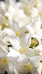 Obraz premium Close-up captures vibrant white flowers, their delicate petals radiating purity. Soft light enhances textures, creating a serene, natural composition