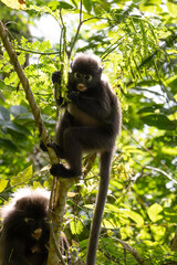 Fototapeta premium Cute Dusky Leaf Monkey, the spectacled langur or the spectacled leaf monkey eating a leaf in Penang hill 