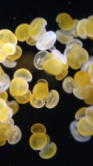 Close-up captures a vibrant cluster of small, translucent sea creatures with yellow and white hues against a dark backdrop