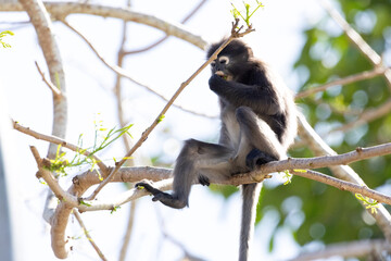 Fototapeta premium Cute Dusky Leaf Monkey, the spectacled langur or the spectacled leaf monkey eating a leaf in Penang hill 