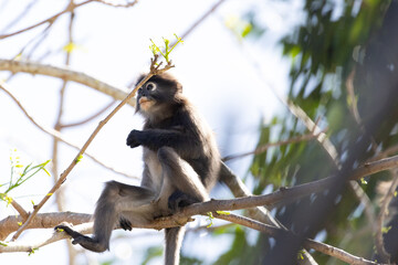 Fototapeta premium Cute Dusky Leaf Monkey, the spectacled langur or the spectacled leaf monkey eating a leaf in Penang hill 