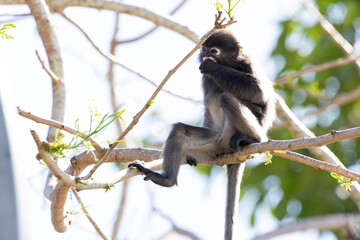 Fototapeta premium Cute Dusky Leaf Monkey, the spectacled langur or the spectacled leaf monkey eating a leaf in Penang hill 