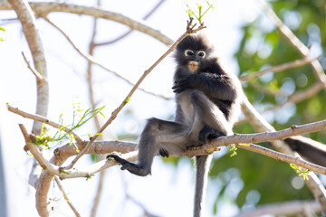 Fototapeta premium Cute Dusky Leaf Monkey, the spectacled langur or the spectacled leaf monkey eating a leaf in Penang hill 