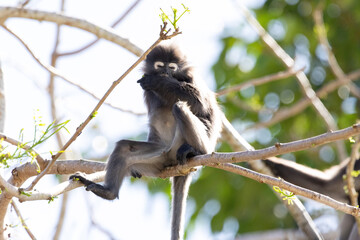 Fototapeta premium Cute Dusky Leaf Monkey, the spectacled langur or the spectacled leaf monkey eating a leaf in Penang hill 