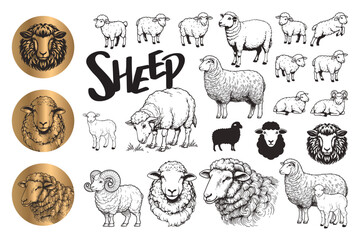 Obraz premium Vector sheep, black line art, in various poses.
