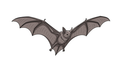 Fototapeta premium Realistic illustration of a brown bat with its large wings fully spread in flight against a plain white background for wildlife education.