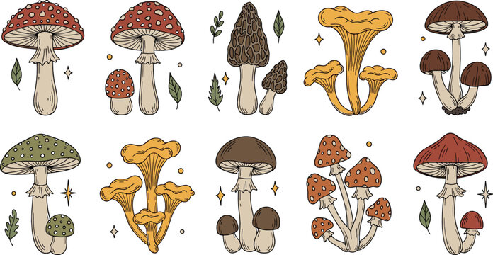 Hand Drawn Mushroom Vector Collection with Forest Fungi Toadstools Morel Chanterelle Nature Botanical Illustration Set