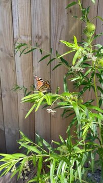 Monarch Butterfly Feeding on Swan Plant Milkweed in Sunny Garden Close Up