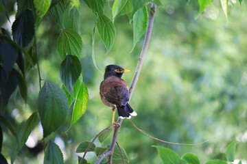 Obraz premium A Common Myna (Acridotheres tristis) perched on tree branch taking a break on its spring migration. Bird, animal idea concept. Ornithology. Park, nature. No people, nobody. Copy space, blank, empty. 