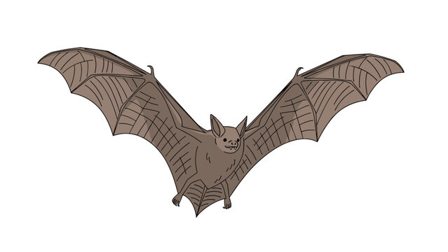 Detailed illustration of a brown fruit bat in mid flight with its large leathery wings fully extended across the frame.