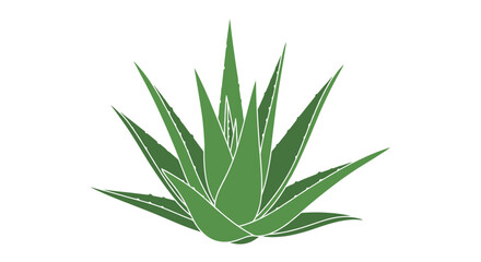 Fototapeta premium Green aloe vera plant with thick spiky leaves representing health beauty skincare and natural medicine for wellness themed projects.
