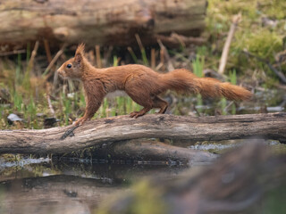 Obraz premium Eurasisches Eichhörnchen, Sciurus vulgaris