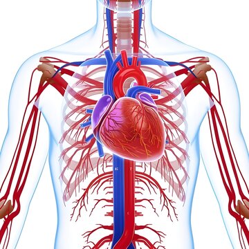 Human Heart and Circulatory System Anatomy, 3D Illustration of Heart with Blood Vessels in Chest for Medical Science and Healthcare Education
