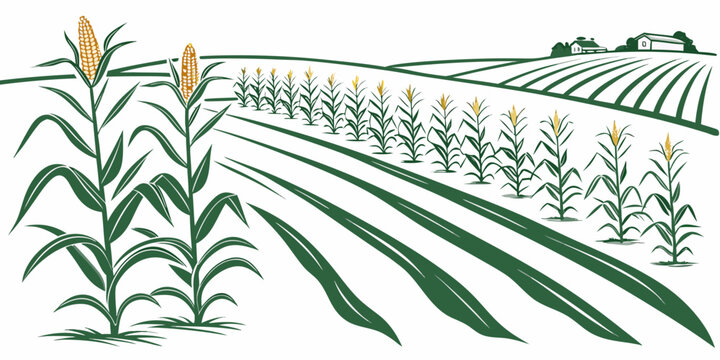 A green cornfield with rows of corn plants growing Vector