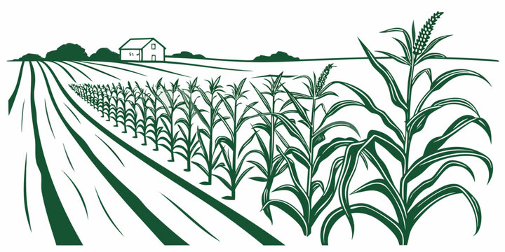 A green illustration of a cornfield with rows of corn plants Vector