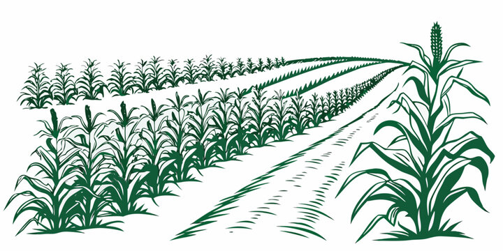 A green illustration of a cornfield with rows of crops Vector